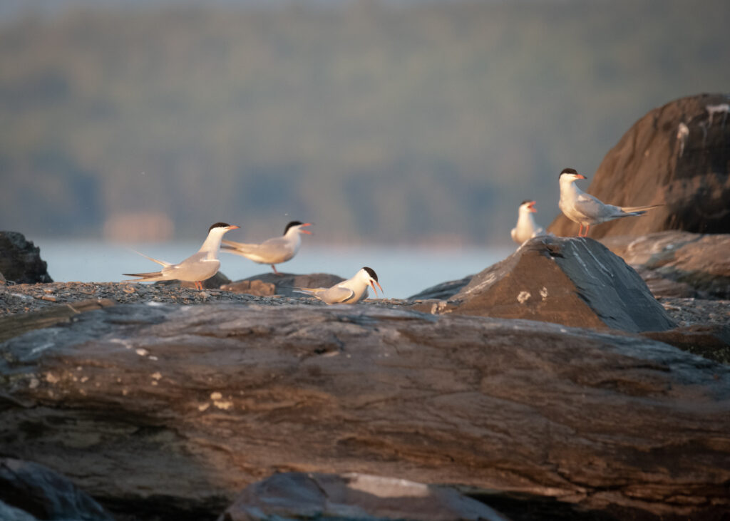 Common Terns