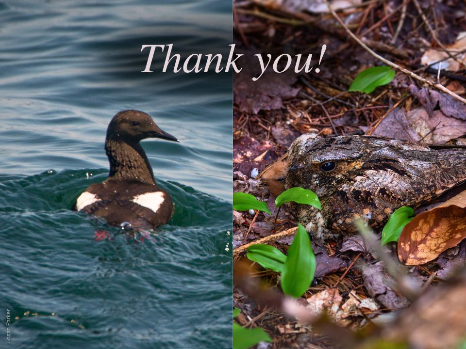 Black Guillemot and Eastern Whip-poor-will