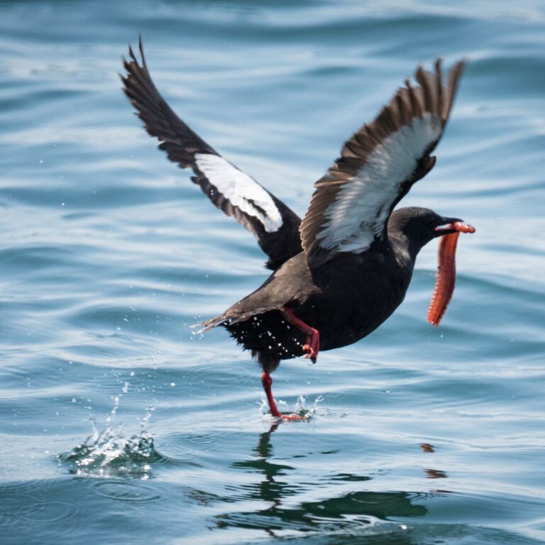 Black Guillemot