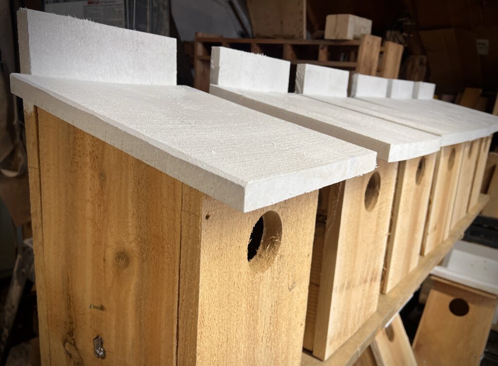 American Kestrel nest boxes