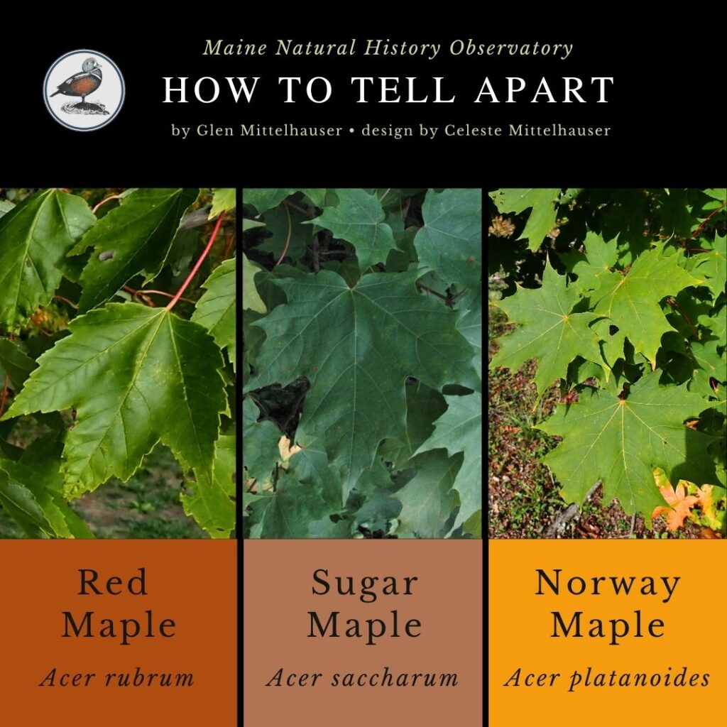 Red Maple, Sugar Maple, & Norway Maple