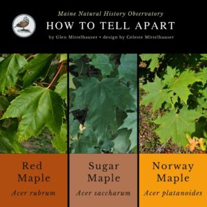 Red Maple, Sugar Maple, & Norway Maple