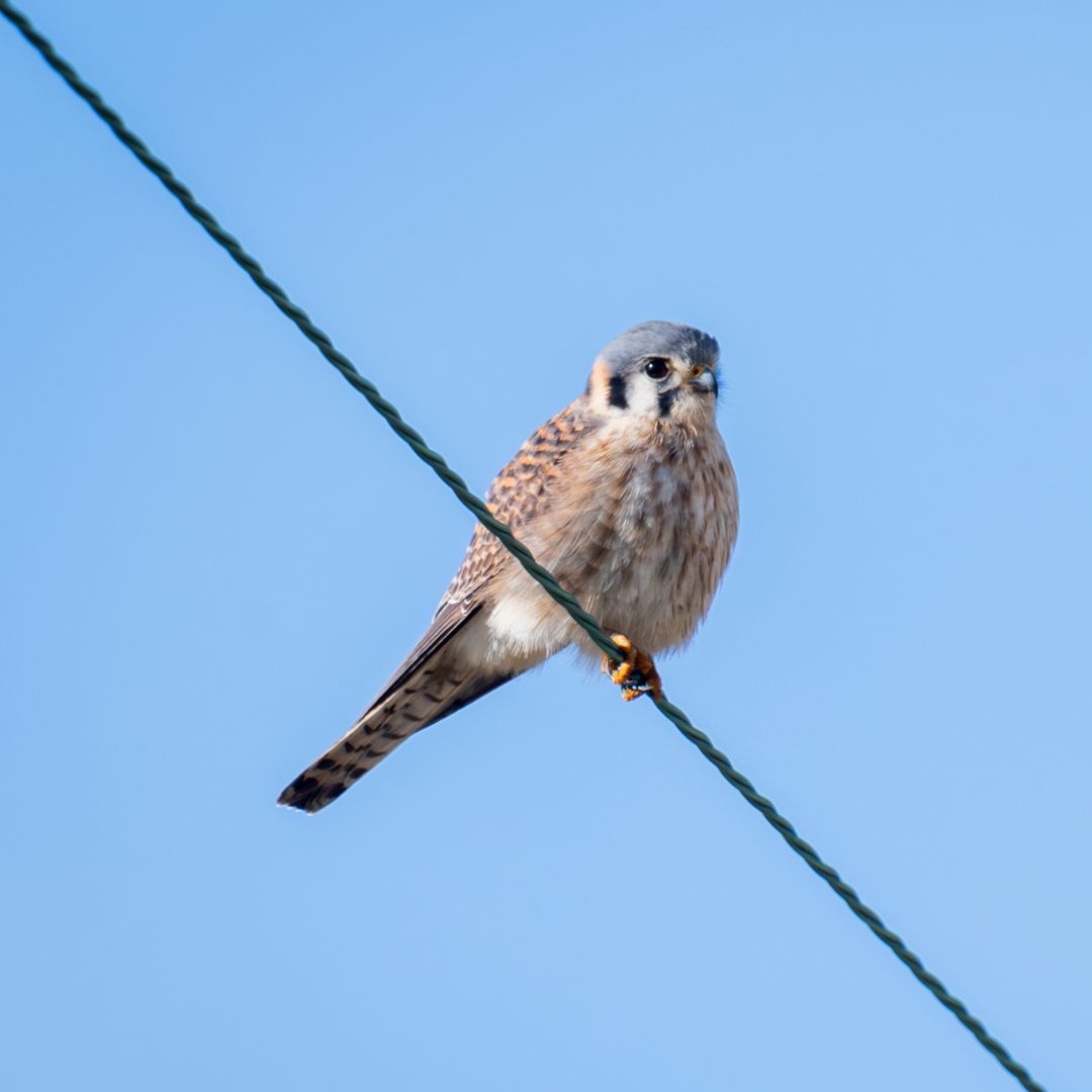 American Kestrel