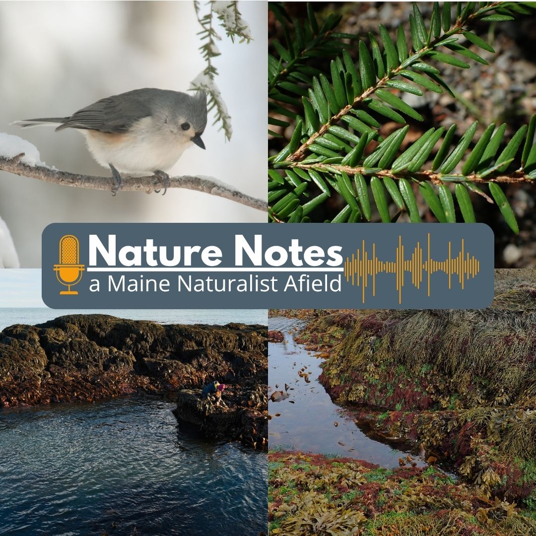 Radio program: Nature Notes, a Maine naturalist affield