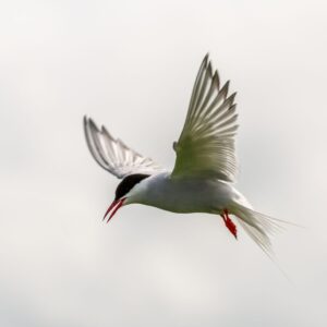 Arctic Tern