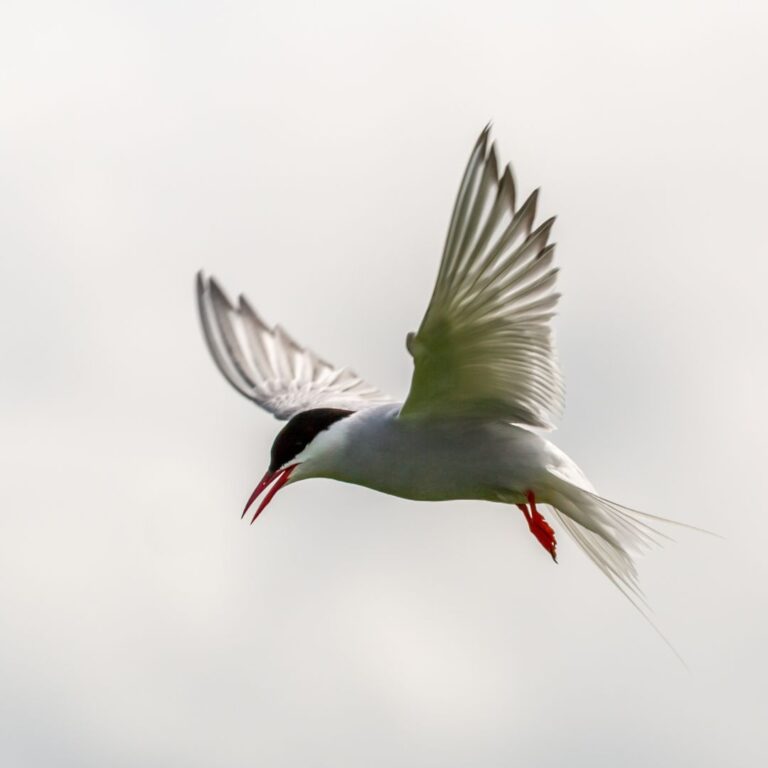 Arctic Tern