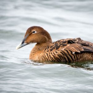 Common Eider