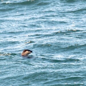 North American River Otter