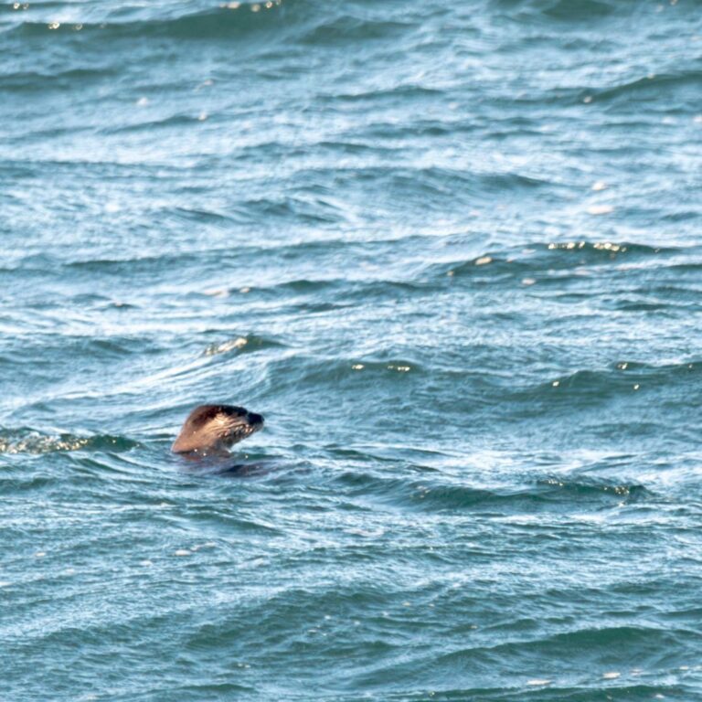 North American River Otter