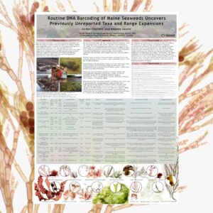 Routine DNA Barcoding of Maine Seaweeds Uncovers Previously Unreported Taxa and Range Expansions