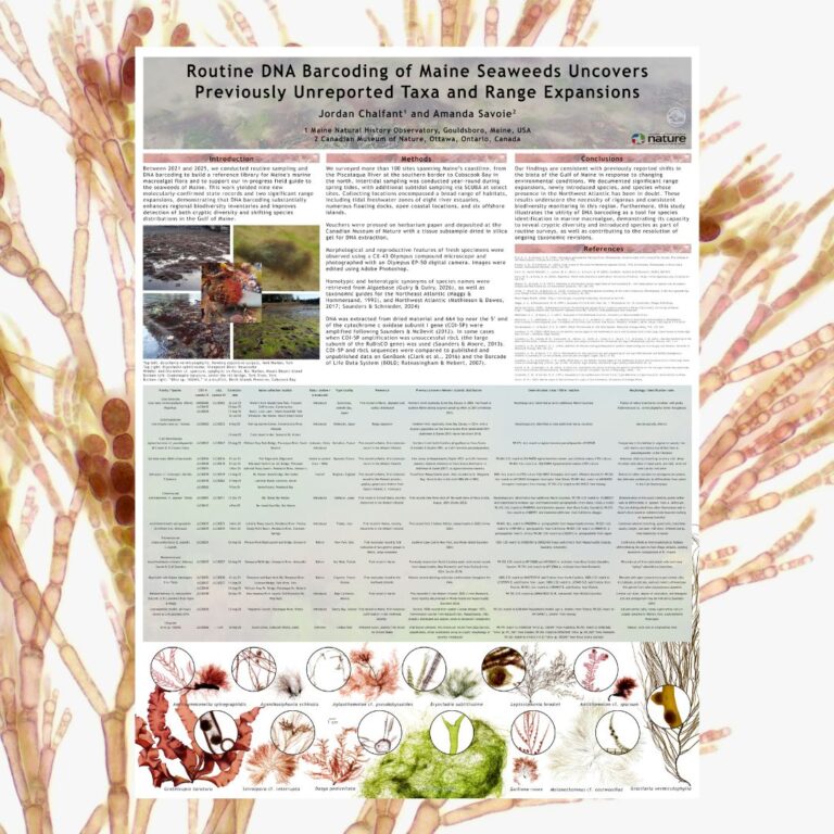 Routine DNA Barcoding of Maine Seaweeds Uncovers Previously Unreported Taxa and Range Expansions