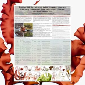Routine DNA Barcoding of Maine Seaweeds Uncovers Previously Unreported Taxa and Range Expansions