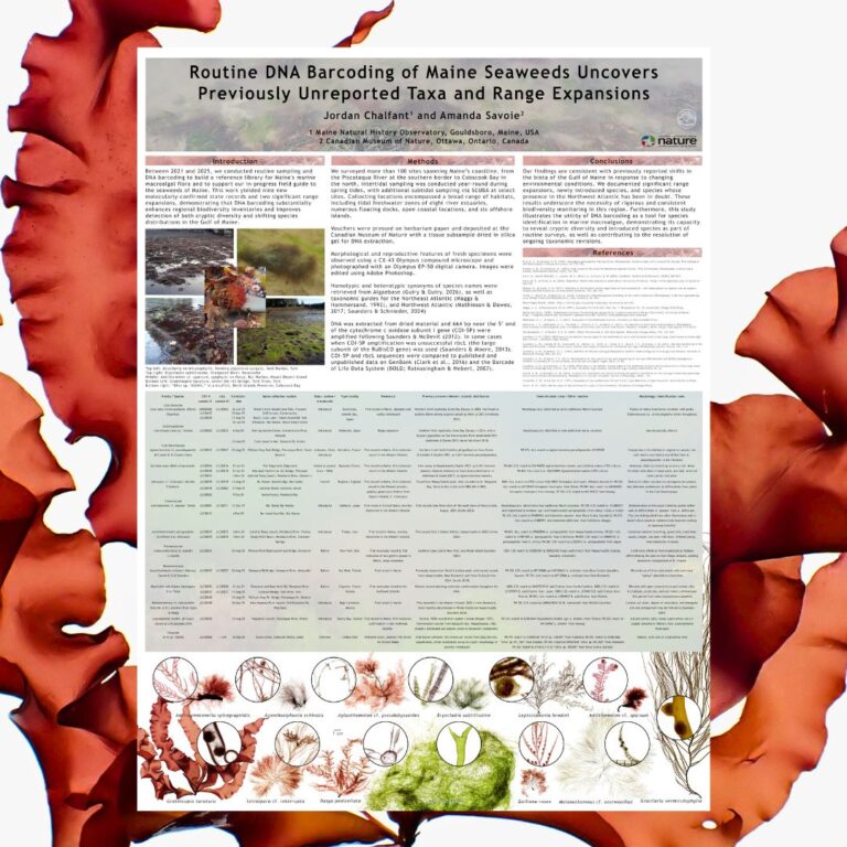 Routine DNA Barcoding of Maine Seaweeds Uncovers Previously Unreported Taxa and Range Expansions