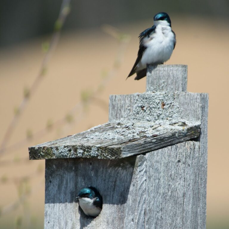 Tree Swallows and nest box