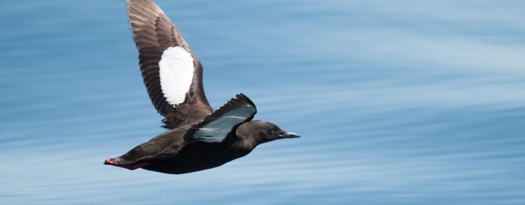 Black Guillemot