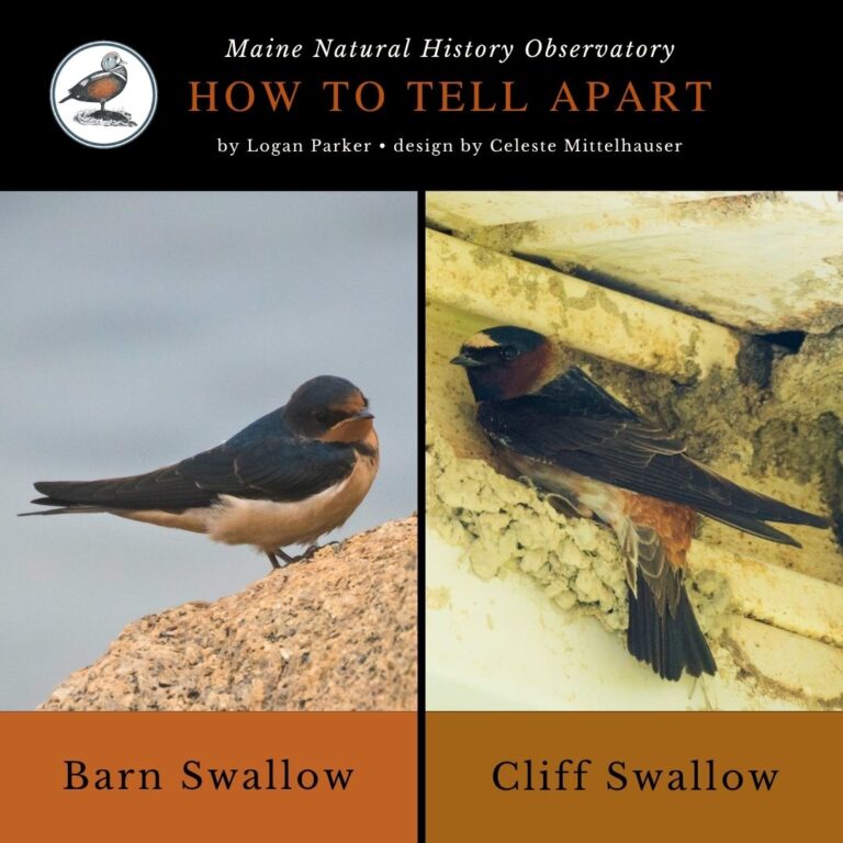 Barn Swallow vs. Cliff Swallow