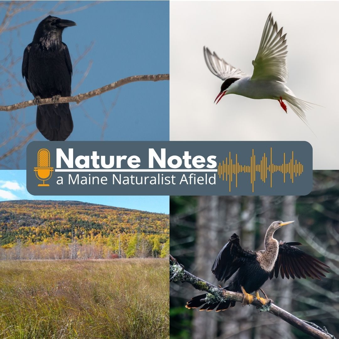 Nature Notes: a Maine Naturalist Afield - May 2026