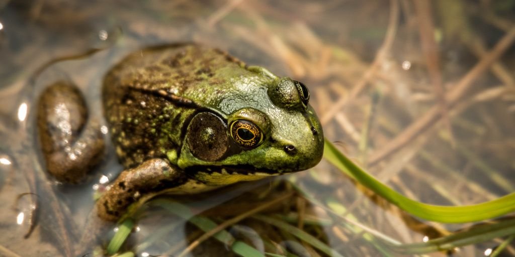 American Bull Frog