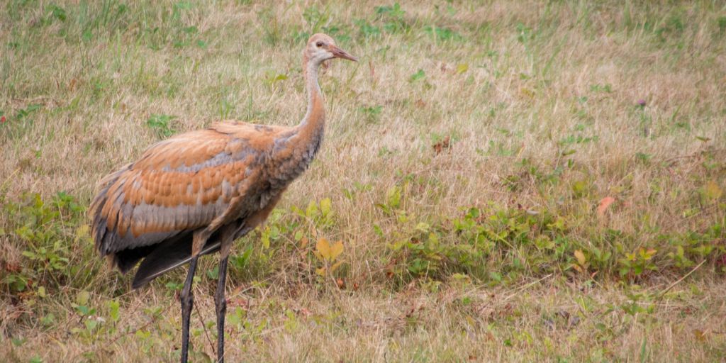 Sandhill Crane
