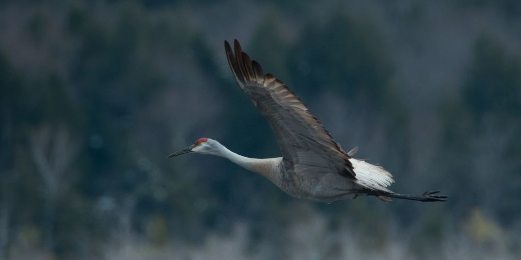 Sandhill Crane