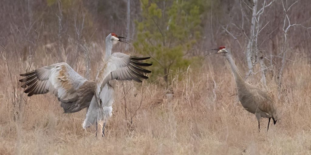 Sandhill Cranes