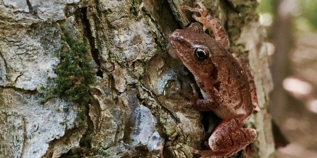 Spring Peeper