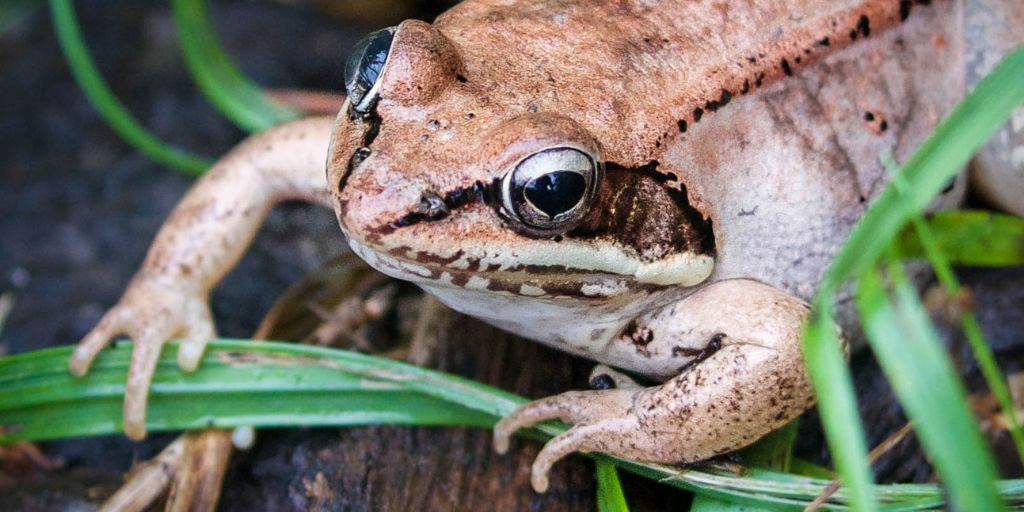 Wood Frog