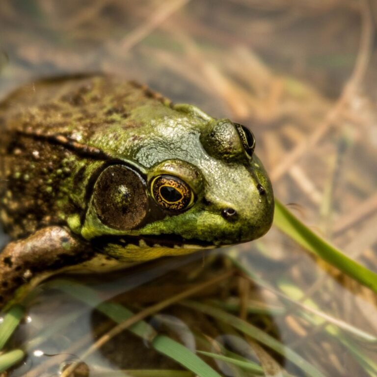 American Bull Frog