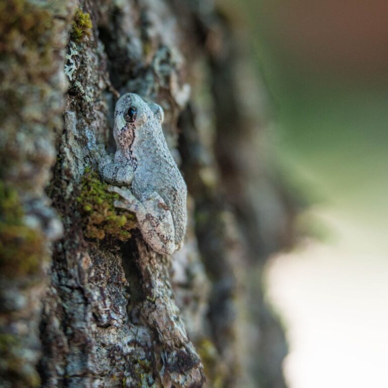 Gray Tree Frog