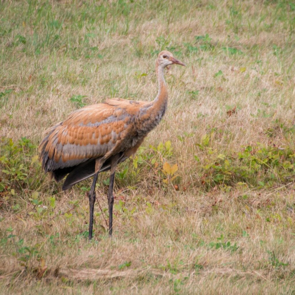 7/12/26: Sandhill Cranes in Maine, part 3