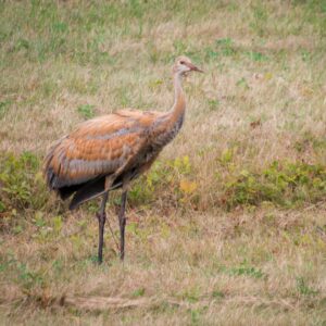 Sandhill Crane