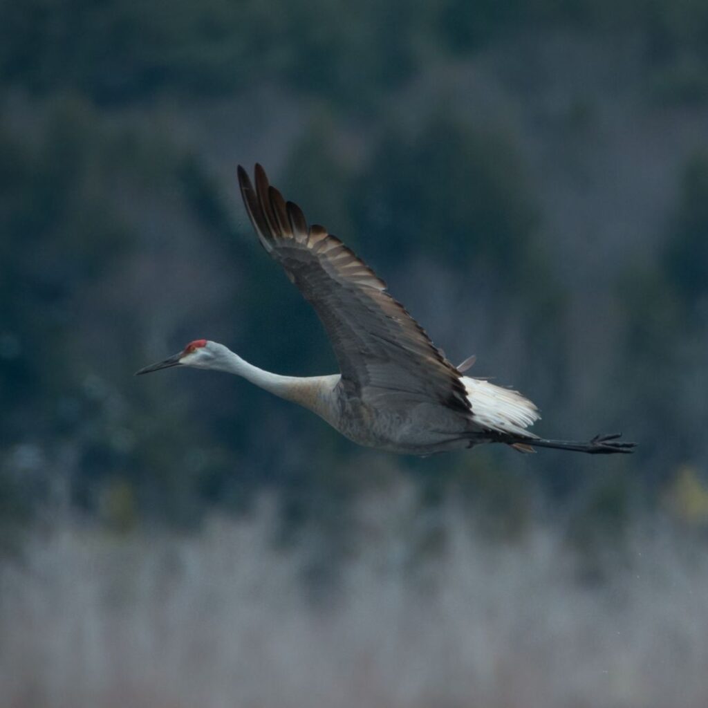 6/28/26: Sandhill Cranes in Maine, part 1