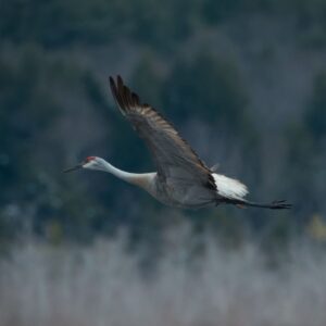 Sandhill Crane