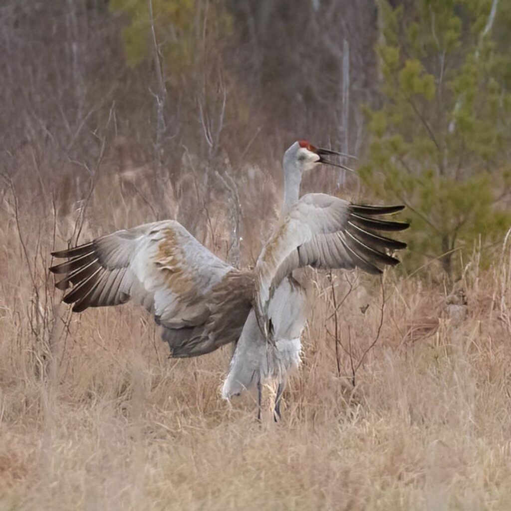 7/5/26: Sandhill Cranes in Maine, part 2