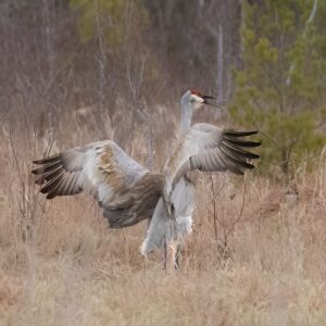 Sandhill Crane