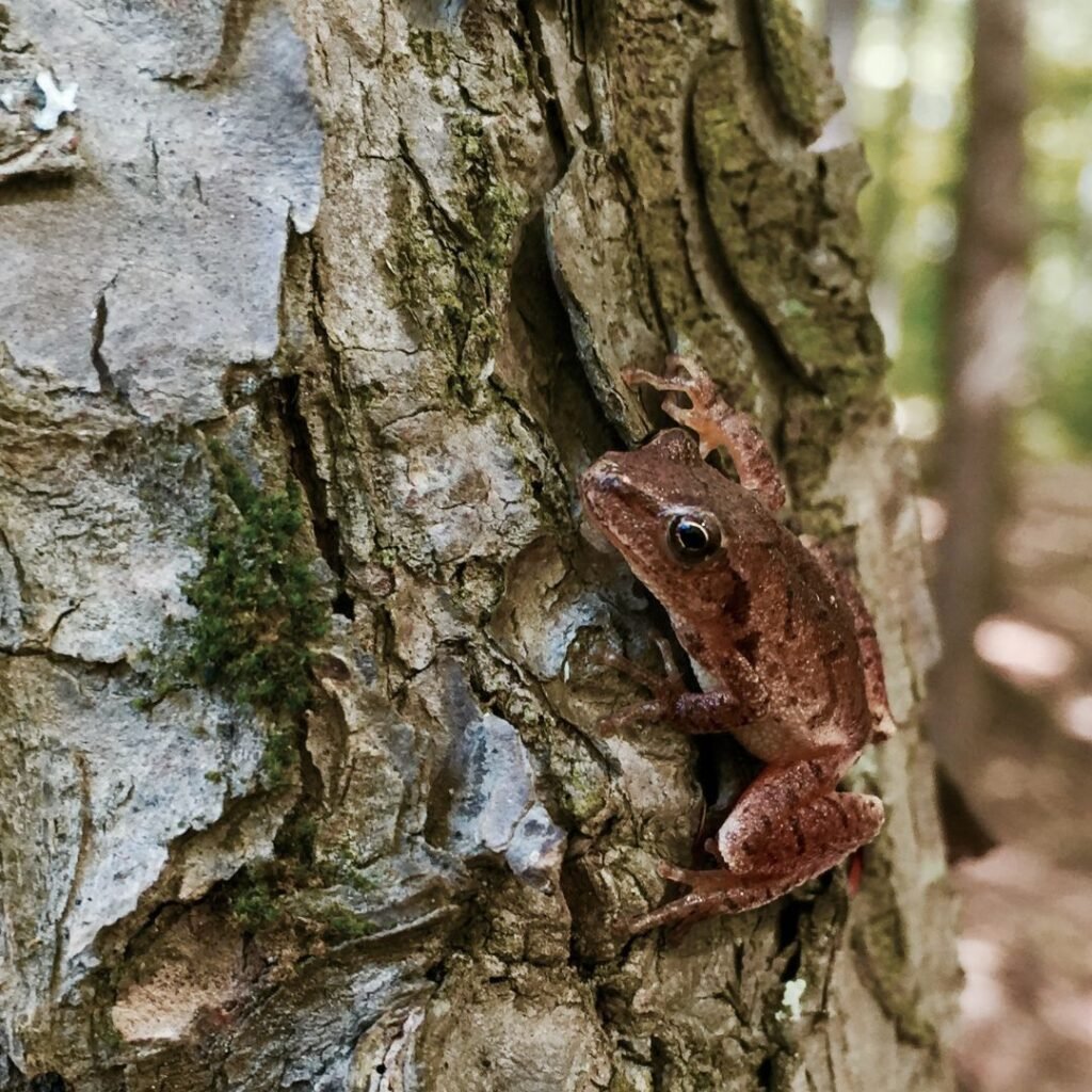 8/9/26: Maine Frogs with Steve Ressel, part 4
