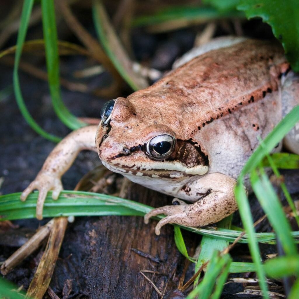 7/26/26: Maine Frogs with Steve Ressel, part 2
