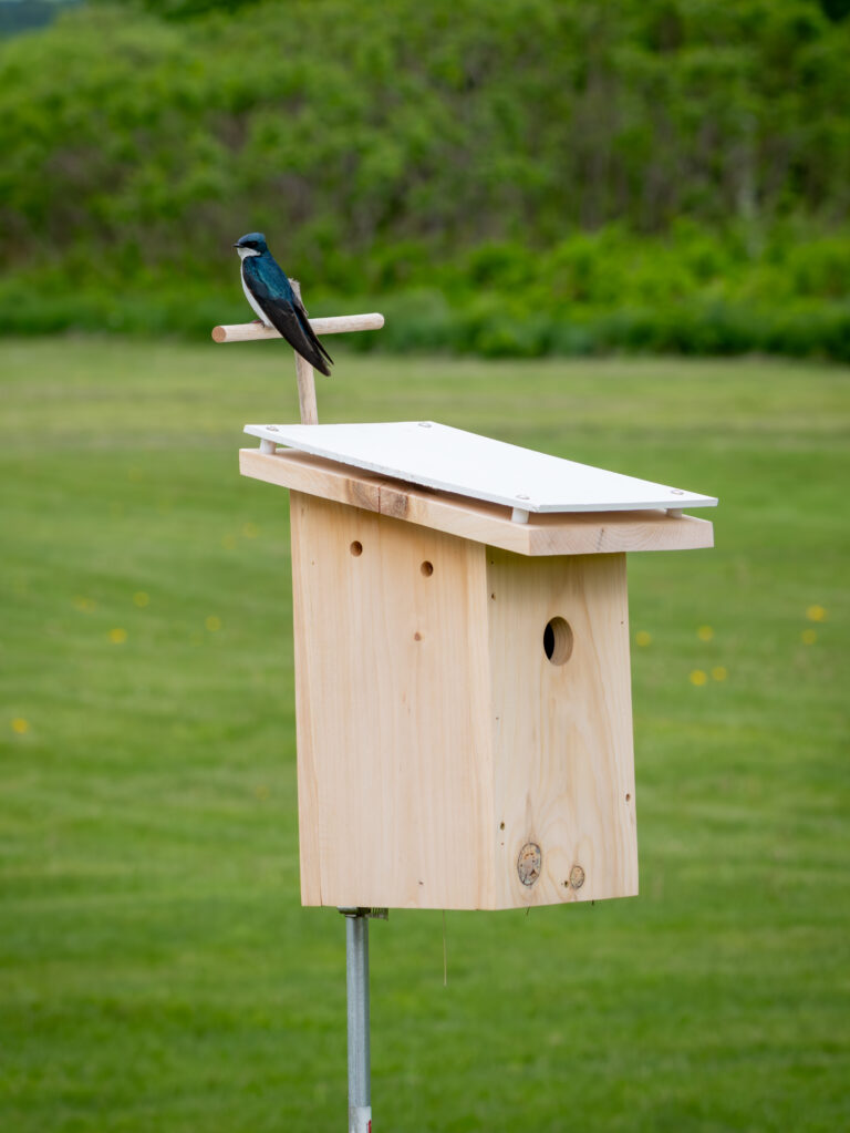 Tree Swallow on nest box
