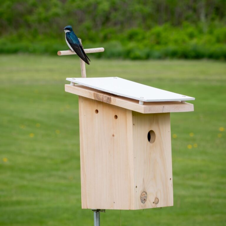 Tree Swallow