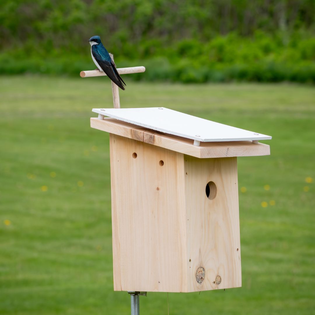 Tree Swallow