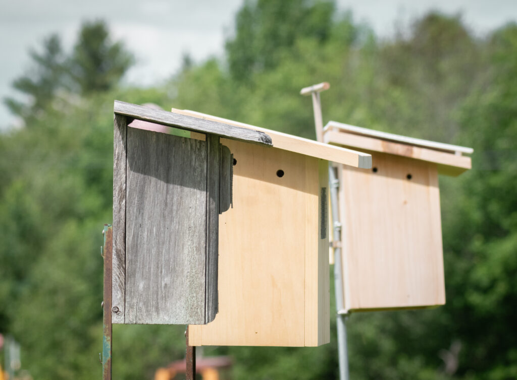 Tree Swallow nest boxes