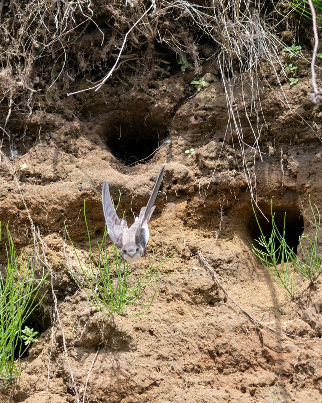 Bank Swallow