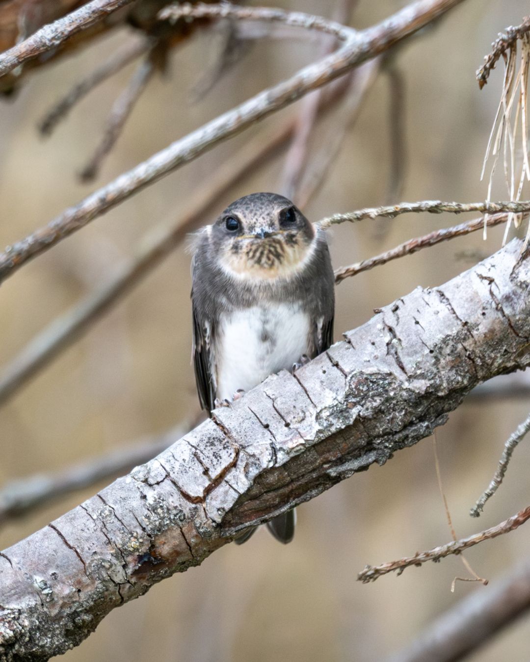 Bank Swallow