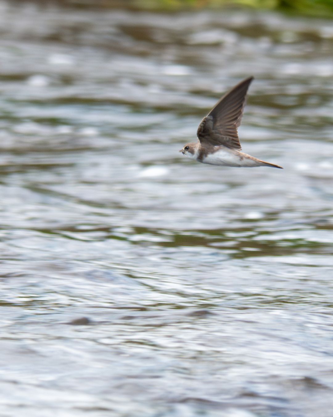 Bank Swallow