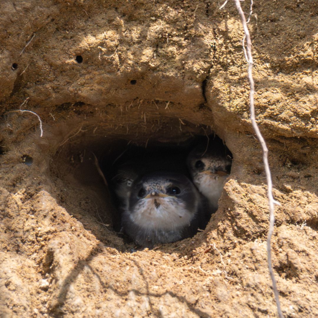 Bank Swallows