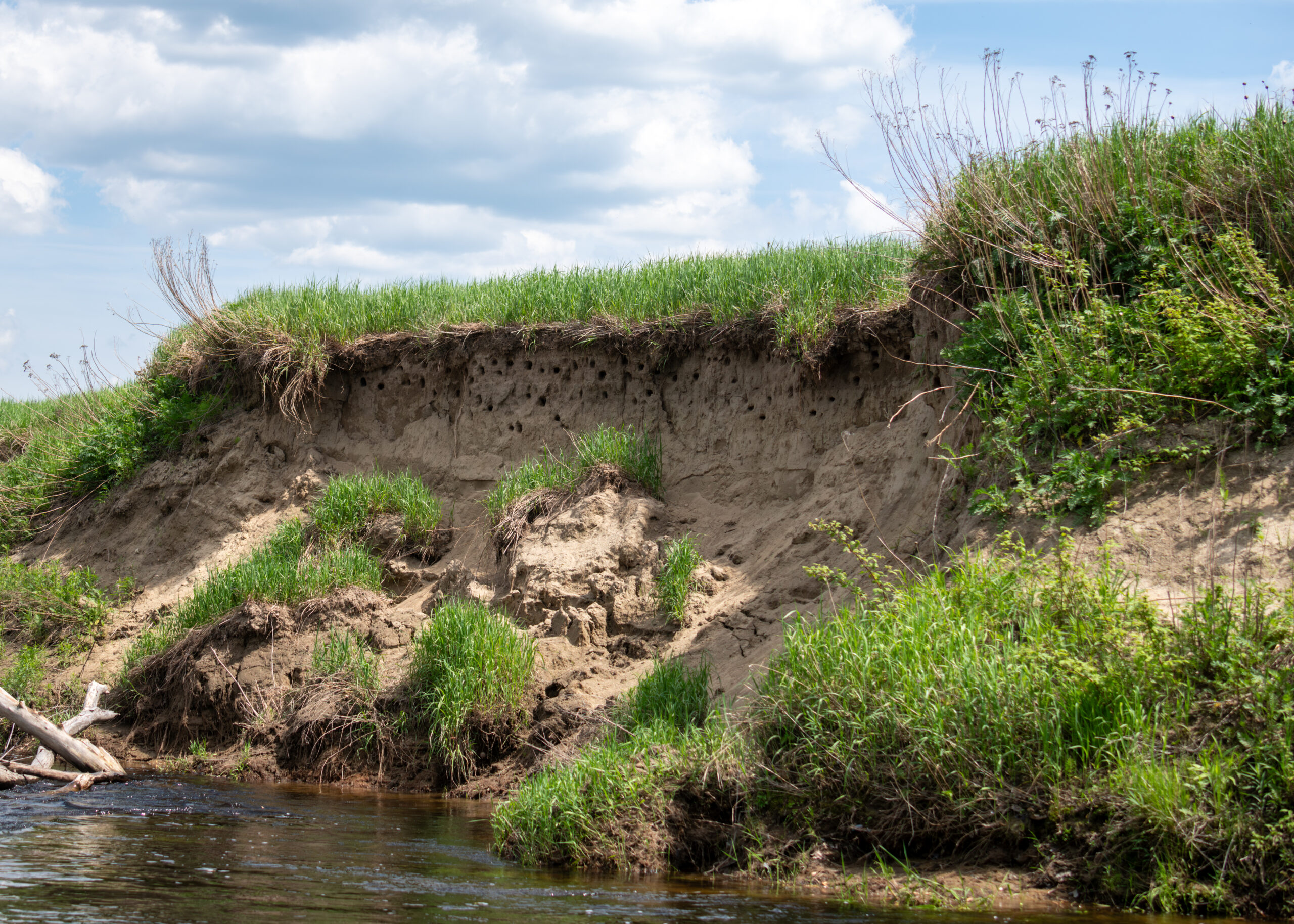 Androscoggin River Bank Swallow colony