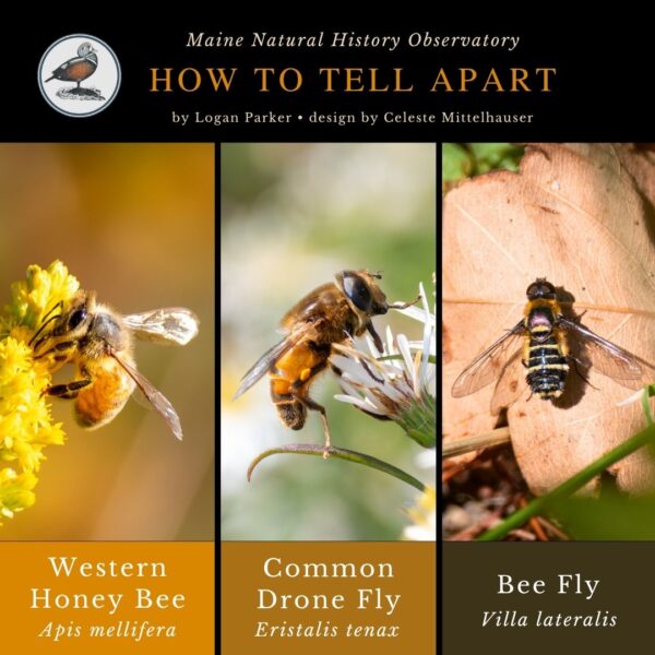 Bee Mimics infographic (Western Honey Bee vs. Common Drone Fly vs. Villa lateralis) (1) Free Mini Guide: Western Honey Bee vs. Common Drone Fly vs. Bee Fly