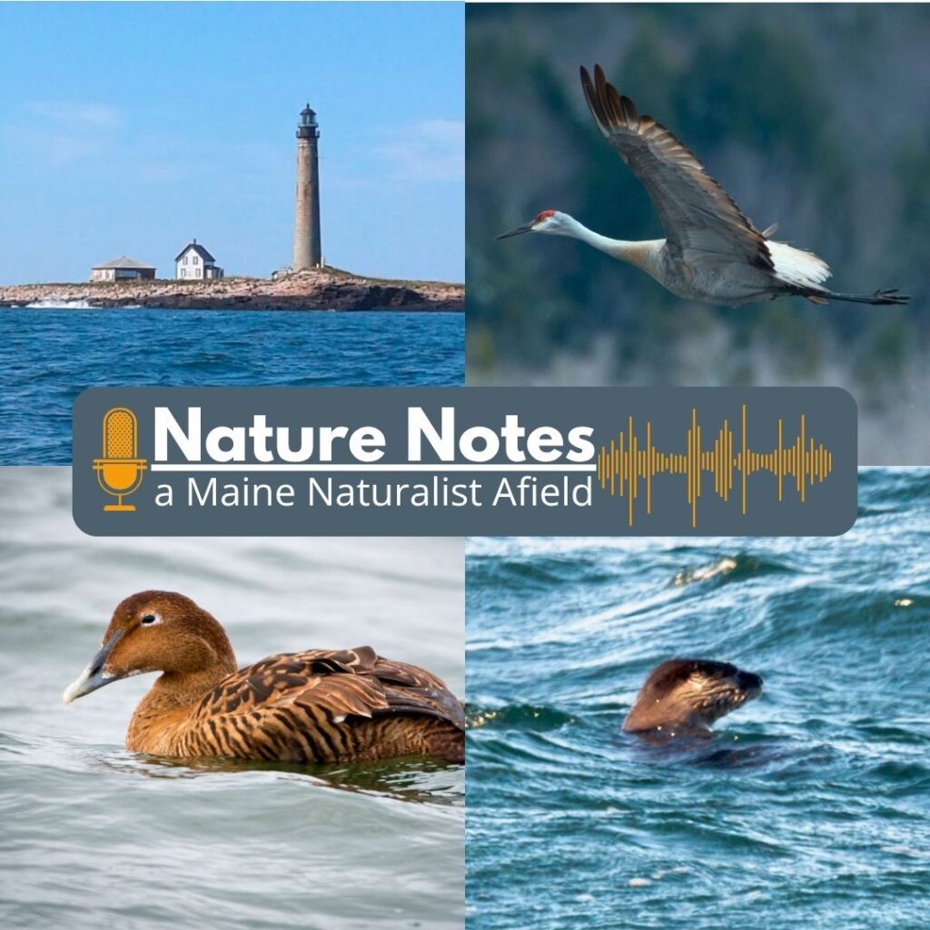 Nature Notes episodes for June 2026