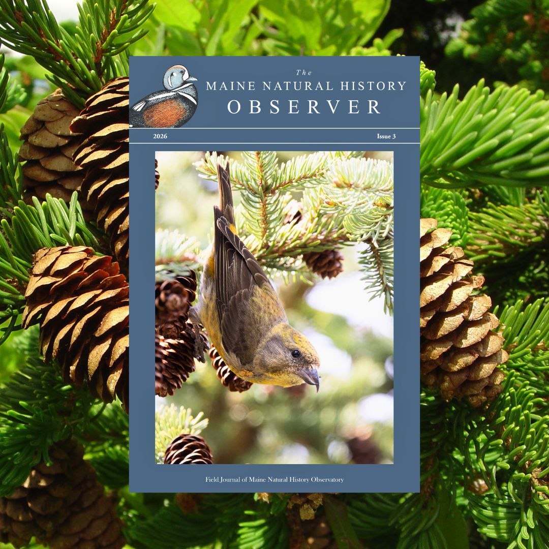 Observer field journal 2026 issue 3 - Female Red Crossbilll