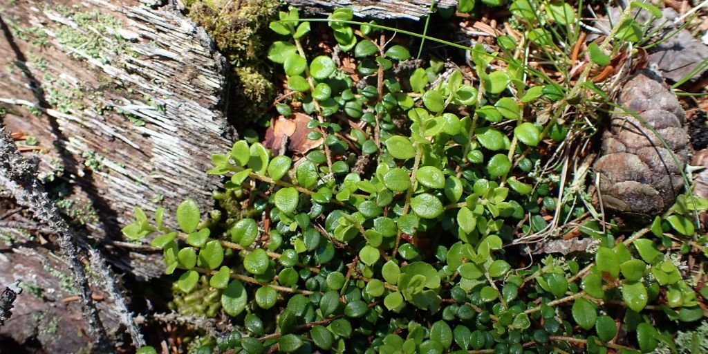 Creeping Snowberry